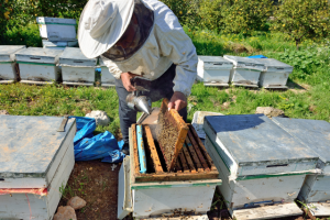 disability insurance for beekeepers